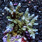 Acropora parilis - Bali Maricultured